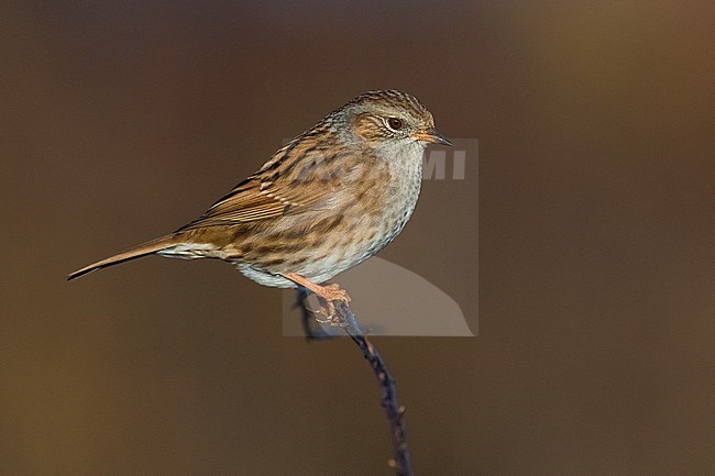 Dunnock (Prunella modularis) perched on a branch with brown bachground stock-image by Agami/Daniele Occhiato,