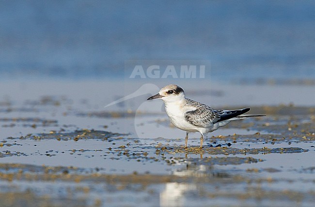 1st summer Saunders's Tern sitting near Ras Sudr, the only colony for WP. stock-image by Agami/Vincent Legrand,