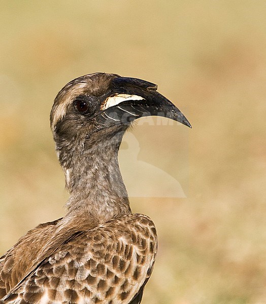 African Grey Hornbill (Tockus nasutus) standing on a grassfield in a safari camp in Kruger National Park in South Africa. Against brown natural background. stock-image by Agami/Marc Guyt,