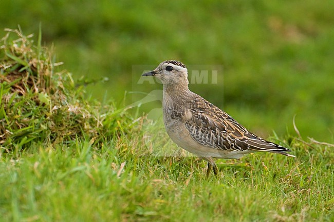 Piviere tortolino; Dotterel; Eudromias morinellus stock-image by Agami/Daniele Occhiato,