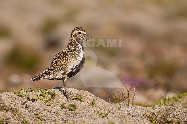 Eurasian Golden Plover - Goldregenpfeifer - Pluvialis apricaria ssp. altrifrons, Iceland, adult male stock-image by Agami/Ralph Martin,