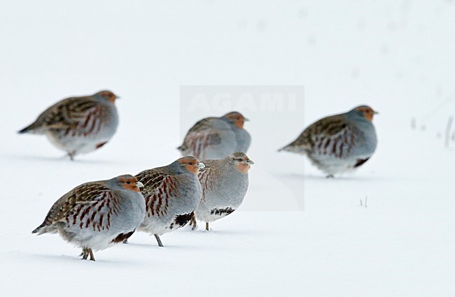 Patrijs in de sneeuw, Grey Partridge in the snow stock-image by Agami/Markus Varesvuo,