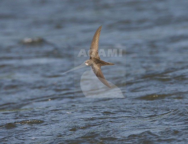 Gierzwaluw in de vlucht boven water; Common Swift in flight over water stock-image by Agami/Ran Schols,
