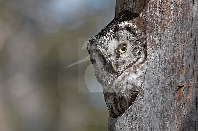Ruigpootuil kijkt uit nestkast; Boreal Owl looking from nestbox stock-image by Agami/Jari Peltomäki,