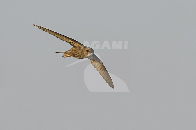 Pallid Swift flying; Vale Gierzwaluw vliegend stock-image by Agami/Daniele Occhiato,