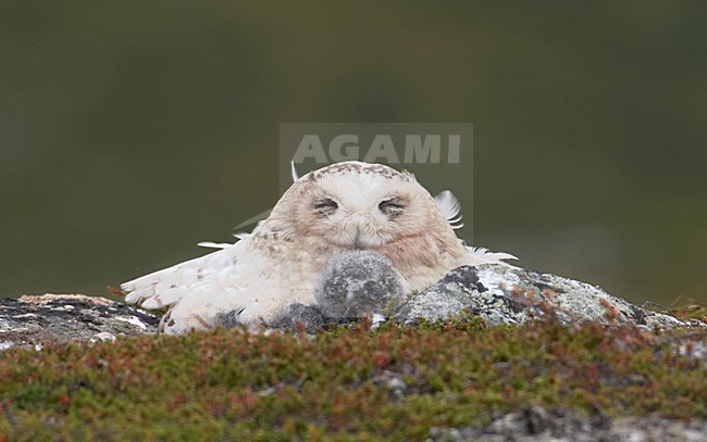 Tunturipollo_3014 (Bubo scandiaca) Snowy Owl heinakuu / July stock-image by Agami/Jari Peltomäki,