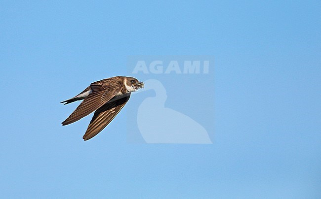 Sand Martin (Riparia riparia) flying against blue sky, with its bill full of food, insects, for its chicks. stock-image by Agami/Ran Schols,