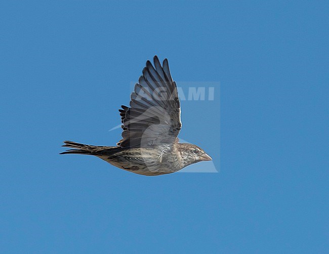 Side view of a Spanish Sparrow (Passer hispaniolensis) in fligft. Spain stock-image by Agami/Markku Rantala,