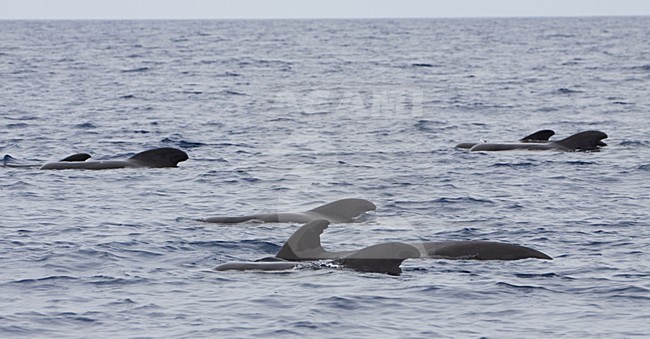 Indische griend bij de Azoren; Short-finned Pilot whale at the Azores stock-image by Agami/WJ Strietman,