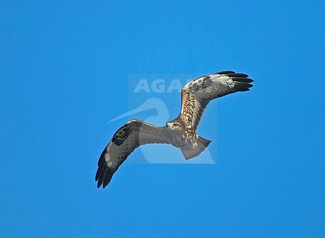 Common Buzzard flying; Buizerd vliegend stock-image by Agami/Markus Varesvuo,