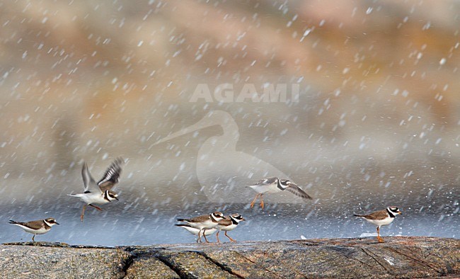Volwassen Bontbekplevier aan rotskust; Adult Common Ringed Plover on rocky shore stock-image by Agami/Markus Varesvuo,