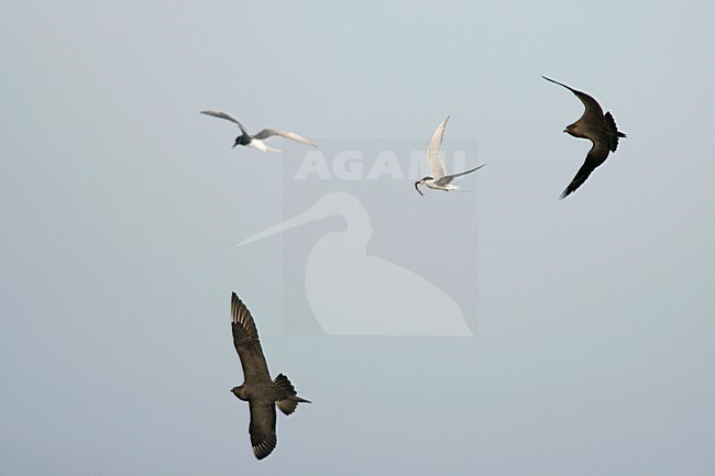 Donkere fase Kleine Jager jagend op Noordse Stern; Dark morph Parasitic Jaeger chasing Arctic Tern stock-image by Agami/Menno van Duijn,