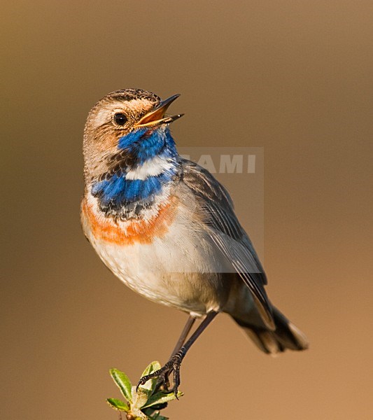 Blauwborst, White-spotted Bluethroat, Luscinia svecica stock-image by Agami/Menno van Duijn,