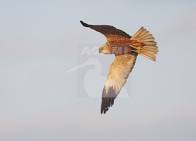 Bruine Kiekendief mannetje vliegend; Western Marsh Harrier male flying stock-image by Agami/Arie Ouwerkerk,