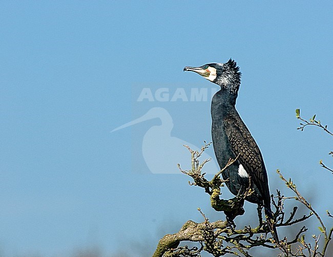 Aalscholver in boom, Great Cormorant in tree stock-image by Agami/Roy de Haas,