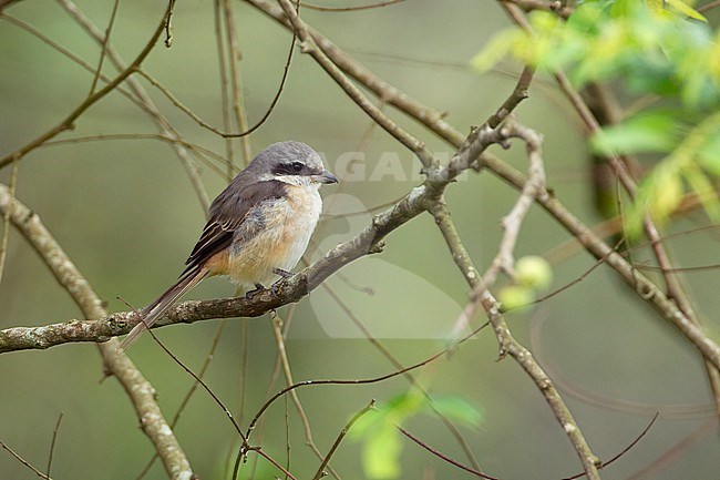 Grey-backed Shrike (Lanius tephronotus) perched in Khao Yai National Park, Thailand stock-image by Agami/Helge Sorensen,