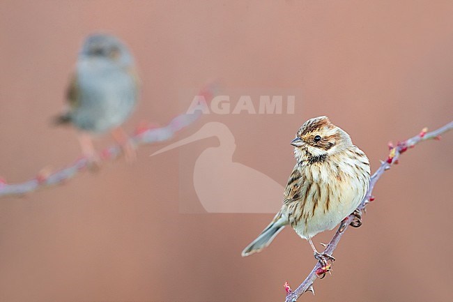 European Reed Bunting (Emberiza schoeniclus) wintering in Italy. With Dunnock in the background. stock-image by Agami/Daniele Occhiato,