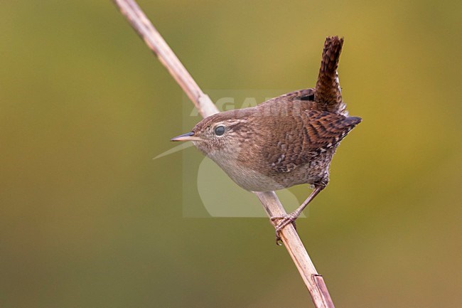 Winterkoning; Winter Wren stock-image by Agami/Daniele Occhiato,