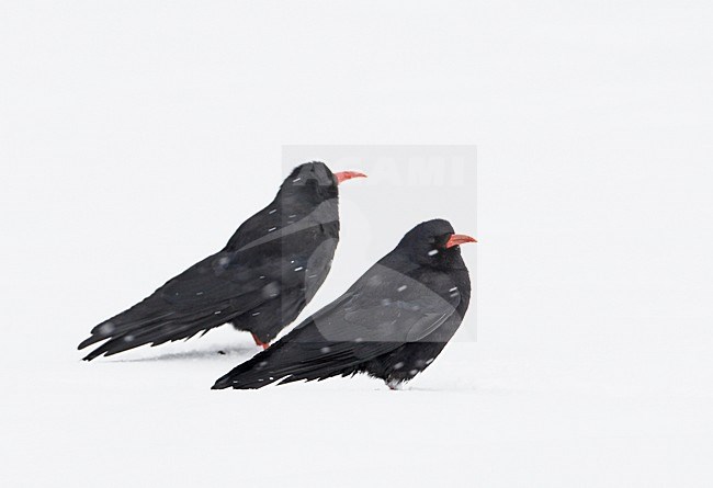 Alpenkraai in de sneeuw; Red-billed Chough in the snow stock-image by Agami/Markus Varesvuo,