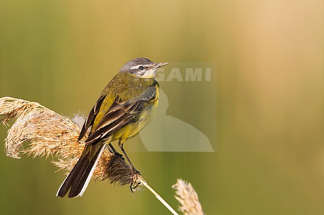 Blue-headed Wagtail - Wiesen-Schafstelze - Motacilla flava ssp. flava, Hungary, adult male stock-image by Agami/Ralph Martin,