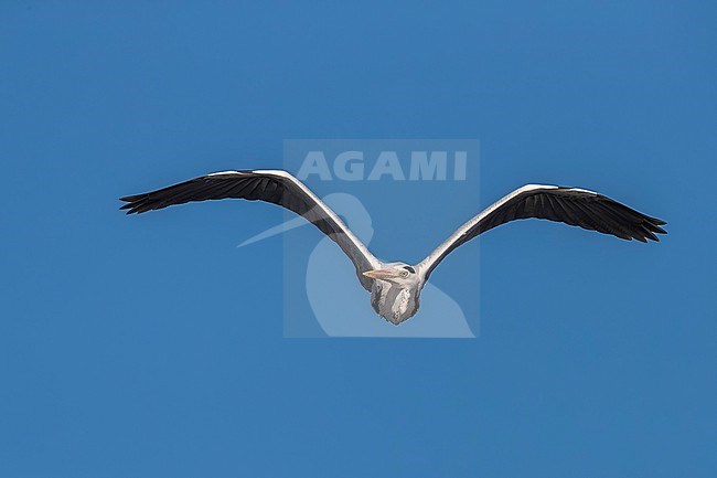 Adult Mauritanian Heron (Ardea monicae) flying over Iwik beach in Banc d'Arguin, Mauritania. stock-image by Agami/Vincent Legrand,