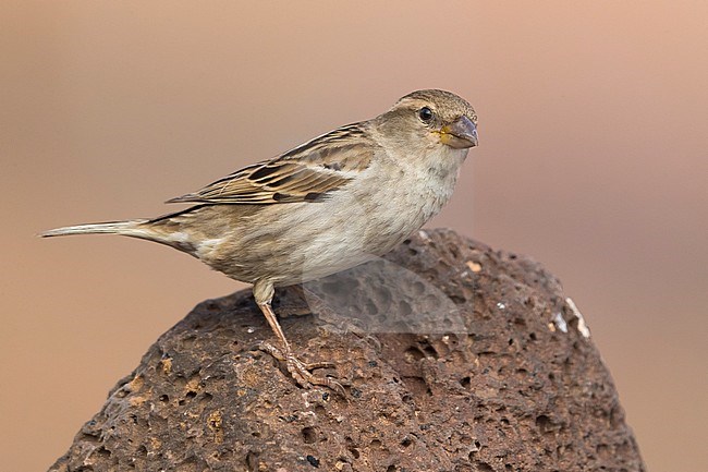 Adult female Spanish Sparrow stock-image by Agami/Daniele Occhiato,
