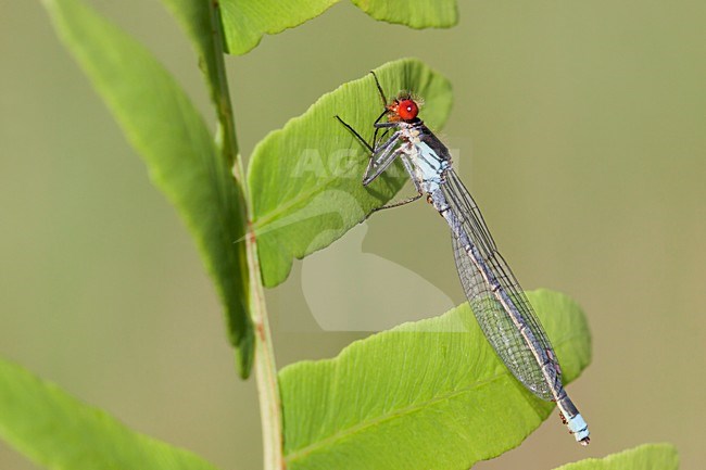 Grote roodoogjuffer, Large Redeye stock-image by Agami/Theo Douma,