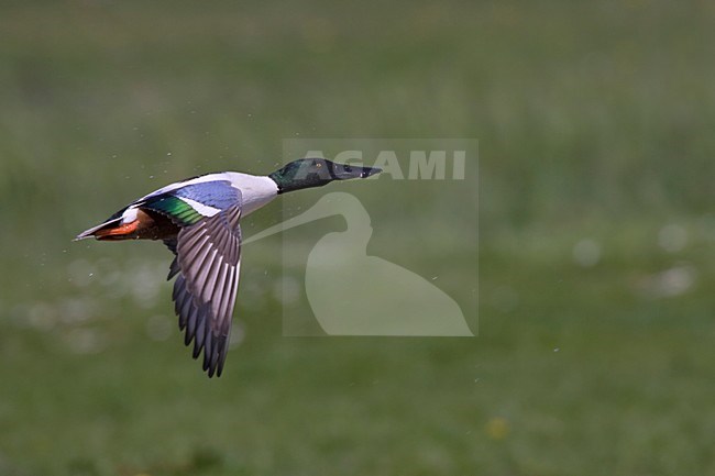 Vliegende man Slobeend; Flying male Shoveler stock-image by Agami/Arie Ouwerkerk,