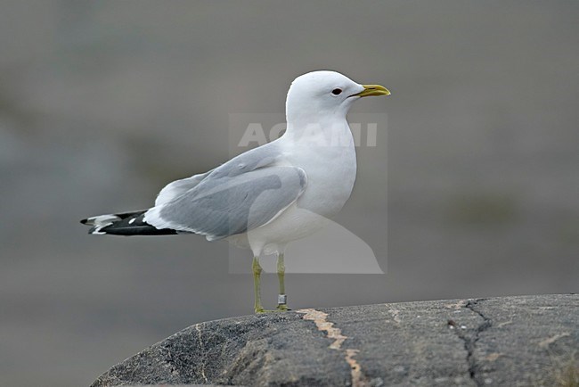 Geringde Stormmeeuw op rots; Ringed Mew Gull on rock stock-image by Agami/Markus Varesvuo,