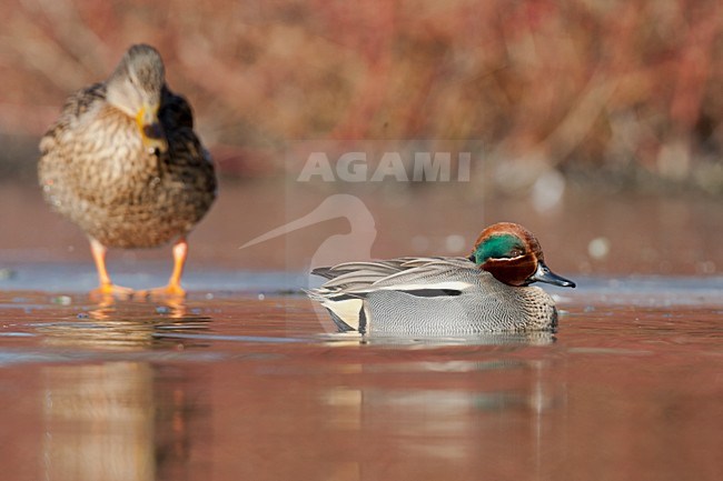 Mannetje Wintertaling in een wak; Male Common Teal in winter stock-image by Agami/Arnold Meijer,