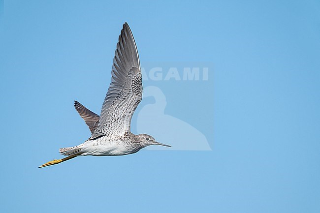 Adult breeding
Galveston Co., TX
April 2023 stock-image by Agami/Brian E Small,