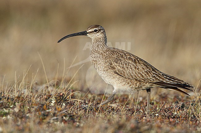 Whimbrel (Numenius phaeopus) perched on the tundra in Churchill, Manitoba, Canada. stock-image by Agami/Glenn Bartley,
