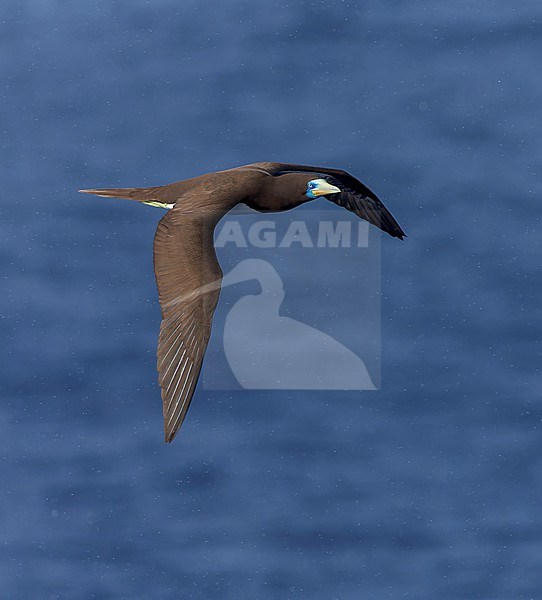 Indo-Pacific Brown Booby (Sula leucogaster plotus) at sea in the Pacific Ocean, around the Solomon Islands. stock-image by Agami/Marc Guyt,