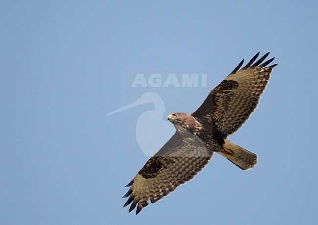 Buizerd in de vlucht; Common Buzzard in flight stock-image by Agami/Markus Varesvuo,