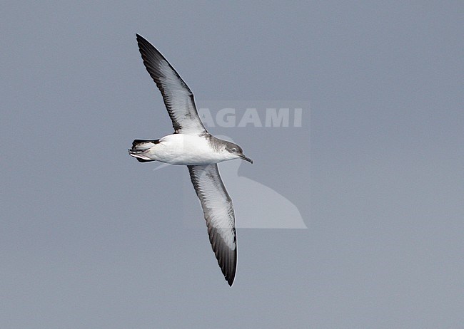 Noordse Pijlstormvogel in vlucht, Manx Shearwater in flight stock-image by Agami/Mike Danzenbaker,