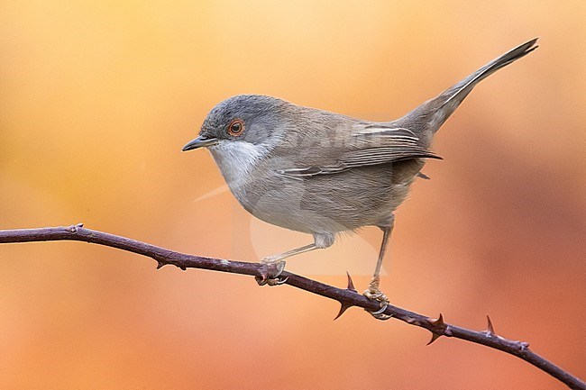 Kleine Zwartkop, Sardinian Warbler, Sylvia melanocephala stock-image by Agami/Daniele Occhiato,