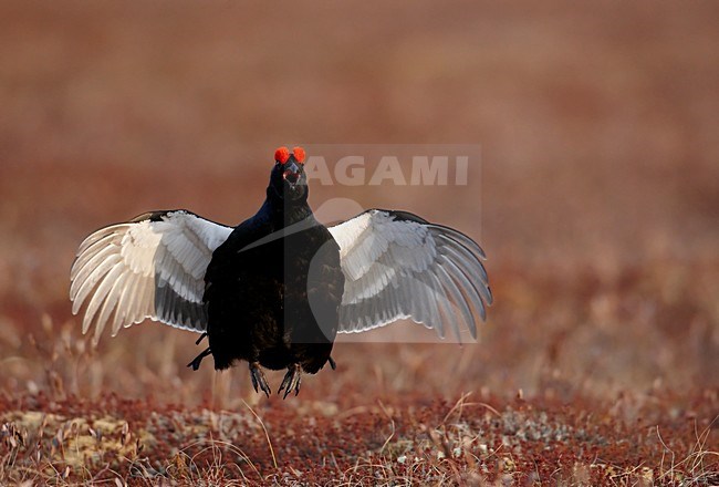 Mannetje Korhoen tijdens baltsvlucht; Male Black Grouse in display flight stock-image by Agami/Markus Varesvuo,