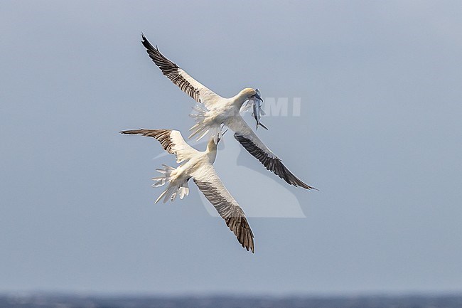 Two Red-footed Booby (Sula sula rubripes) disputing after one of them catch a flying fish over the sea in the Pacific Ocean between New Caledonia and Vanuatu Islands. stock-image by Agami/Rafael Armada,