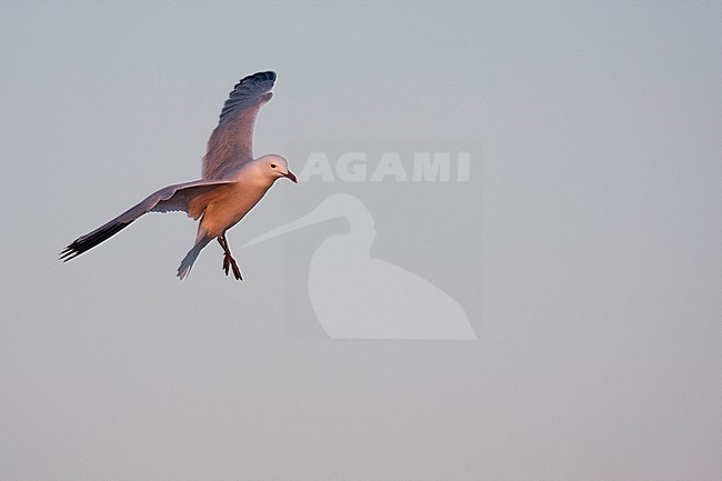 Audouin's Gull - Korallenmöwe - Larus audouinii, Spain (Mallorca), adult stock-image by Agami/Ralph Martin,