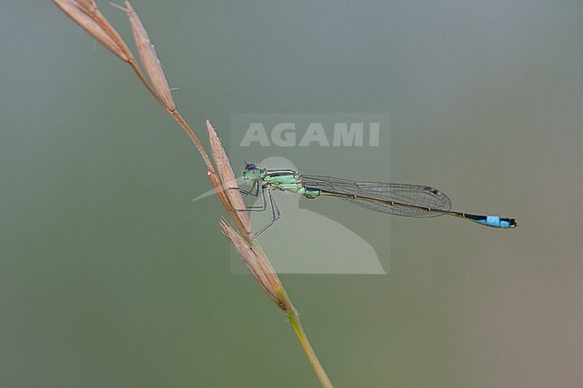 Ischnura elegans - Blue-tailed Damselfly - Gemeine Pechlibelle, France (Provence), imago stock-image by Agami/Ralph Martin,