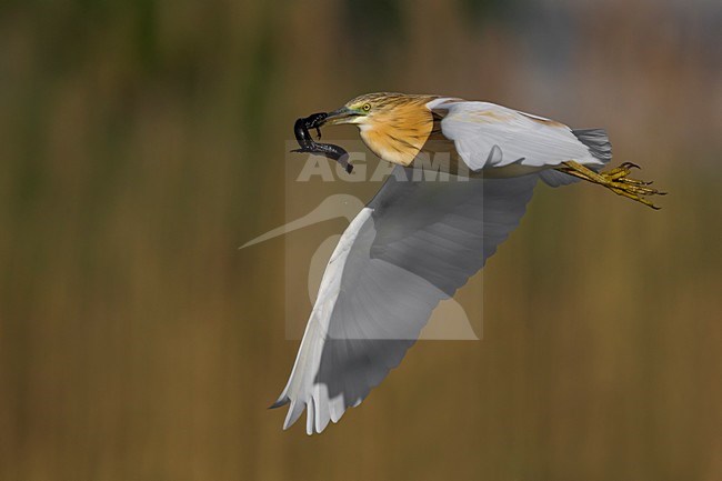 Ralreiger in vlucht; Squacco Heron in flight stock-image by Agami/Daniele Occhiato,