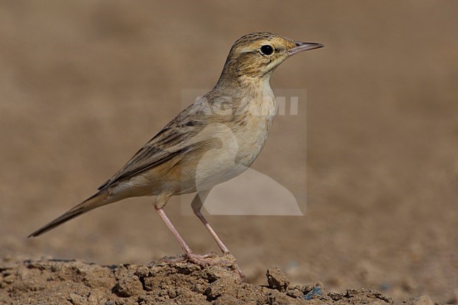 Duinpieper in halfwoestijn; Tawny Pipit in semi desert stock-image by Agami/Daniele Occhiato,