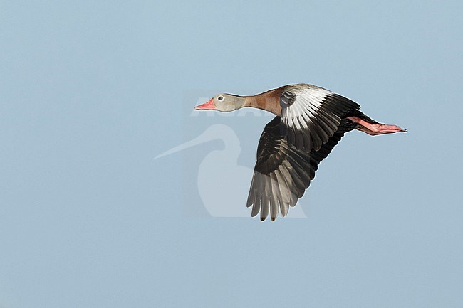 Adult Black-bellied Whistling Duck (Dendrocygna autumnalis) at Galveston Co., Texas, USA stock-image by Agami/Brian E Small,
