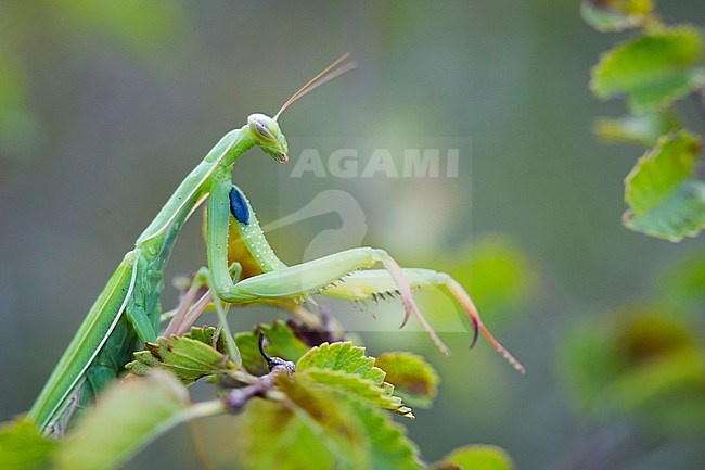 Mantis religosa - European mantis - Europäische Gottesanbeterin, Germany (Baden-Württemberg) stock-image by Agami/Ralph Martin,