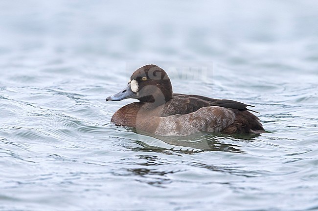 Vrouwtje Topper, Greater Scaup female stock-image by Agami/Daniele Occhiato,