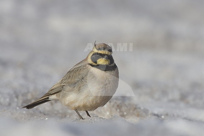 Atlasstrandleeuwerik op de grond; Atlas Horned Lark on the ground stock-image by Agami/Daniele Occhiato,