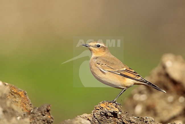 Tapuit onvolwassen staand Nederland, Northern Wheatear immature perched Netherlands stock-image by Agami/Wil Leurs,