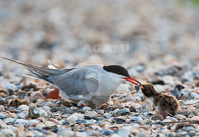 Visdief volwassen zijn jong voerend; Common Tern adult feeding its young stock-image by Agami/Marc Guyt,