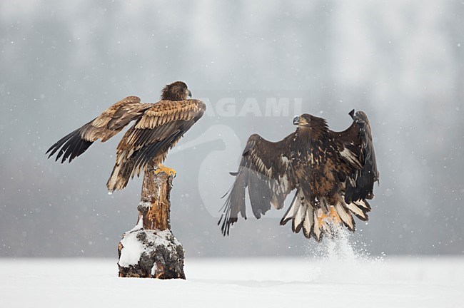 Zeearenden vechtend in de sneeuw, White-tailed Eagles fighting in the snow stock-image by Agami/Danny Green,