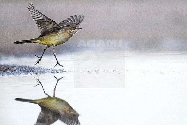 First-winter Grey-headed Wagtail (Motacilla thunbergi) - or possibly a intergrade flava x  thunbergi - taking off from a rainwater pool. stock-image by Agami/Arto Juvonen,